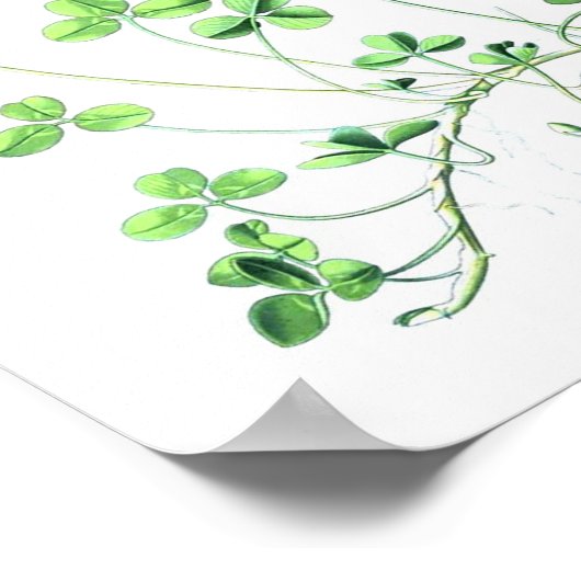 Vintages botanisches Poster - Klee (Ecke)