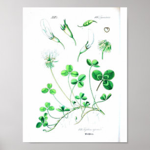 Vintages botanisches Poster - Klee