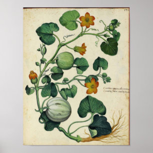 Vintages botanisches Poster - Kürbisquash