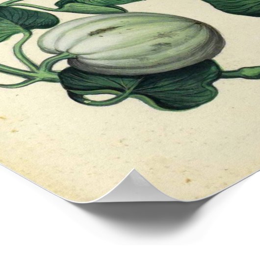 Vintages botanisches Poster - Kürbisquash (Ecke)