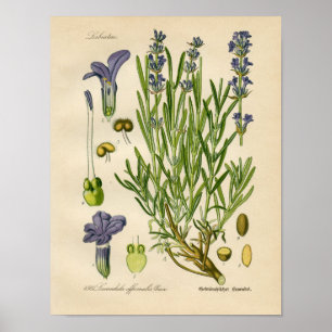 Vintages Botanisches Poster - Lavendel