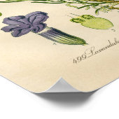 Vintages Botanisches Poster - Lavendel (Ecke)