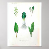 Vintages botanisches Poster - Leek (Vorne)
