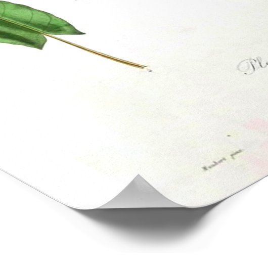 Vintages botanisches Poster - Leek (Ecke)