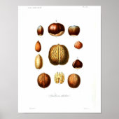 Vintages Botanisches Poster - Nuts (Vorne)