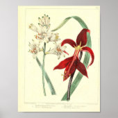 Vintages Botanisches Poster - Orchid-Blume (Vorne)