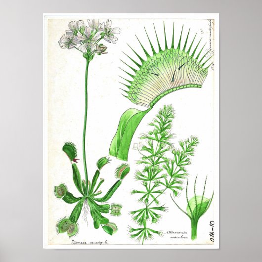 Vintages Botanisches Poster - Pflanze von Fleischf (Vorne)