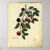 Vintages botanisches Poster - Plakat (Vorne)