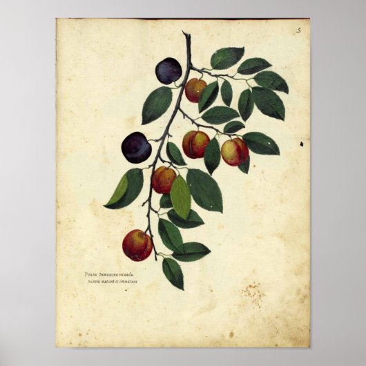 Vintages botanisches Poster - Plakat (Vorne)