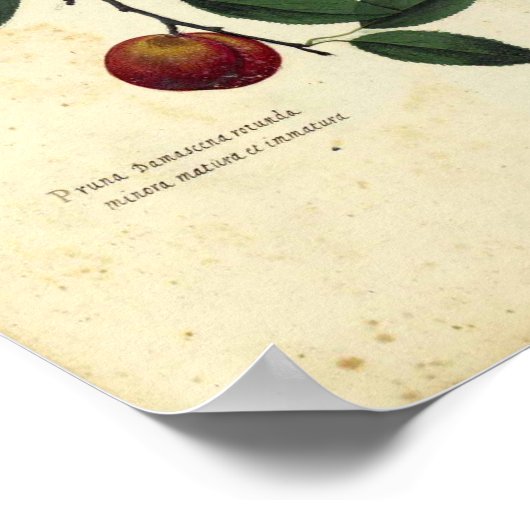 Vintages botanisches Poster - Plakat (Ecke)