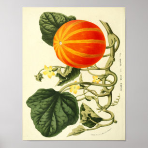 Vintages botanisches Poster - Pumpkin