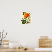 Vintages botanisches Poster - Pumpkin (Küche)