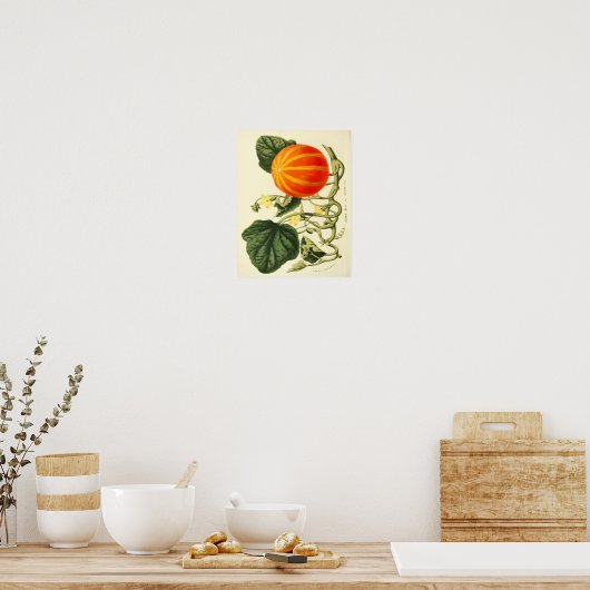 Vintages botanisches Poster - Pumpkin (Küche)