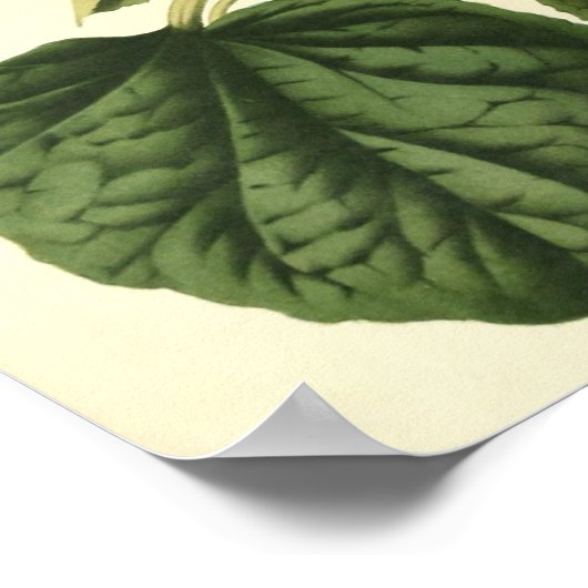 Vintages botanisches Poster - Pumpkin (Ecke)