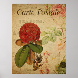 Vintages botanisches Poster - Rhododenron