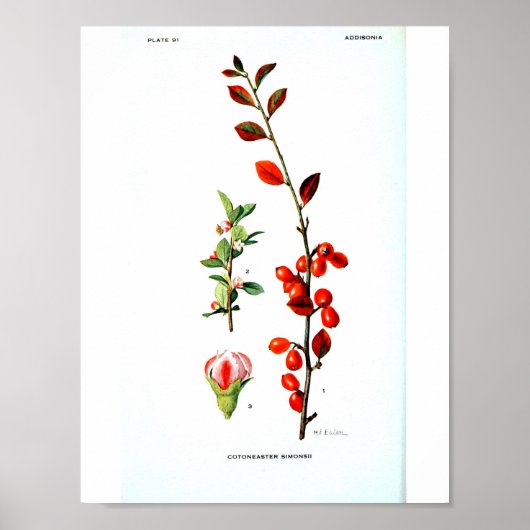 Vintages Botanisches Poster - Rote Berries (Vorne)
