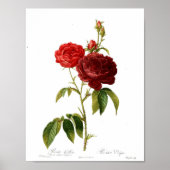 Vintages botanisches Poster - Rote Rose (Vorne)