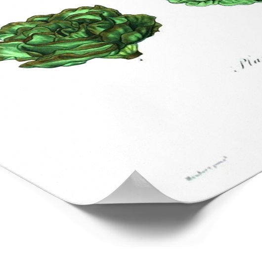 Vintages botanisches Poster - Salat (Ecke)