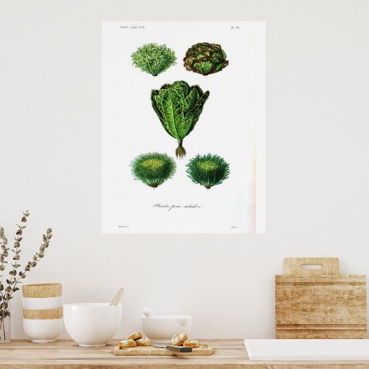 Vintages botanisches Poster - Salat (Küche)