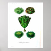 Vintages botanisches Poster - Salat (Vorne)