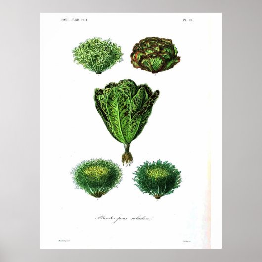 Vintages botanisches Poster - Salat (Vorne)
