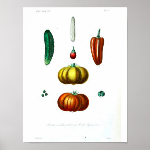 Vintages botanisches Poster - Squash