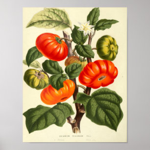 Vintages botanisches Poster - Tomate