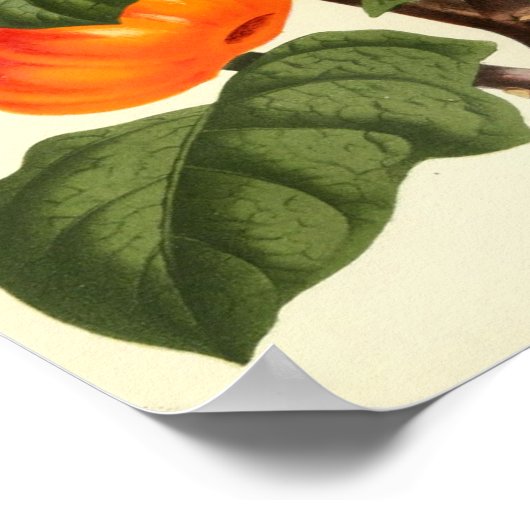 Vintages botanisches Poster - Tomate (Ecke)