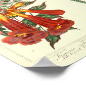 Vintages botanisches Poster - Wilde Blume (Ecke)