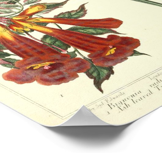 Vintages botanisches Poster - Wilde Blume (Ecke)