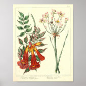 Vintages botanisches Poster - Wilde Blume (Vorne)