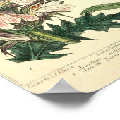 Vintages botanisches Poster - Wilde Blume (Ecke)