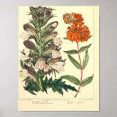 Vintages botanisches Poster - Wilde Blume (Vorne)