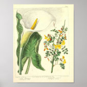 Vintages botanisches Poster - Wilde Blume (Vorne)