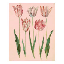 Vintages botanisches Tulip-Poster, blassrosa