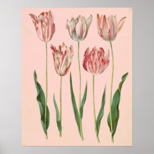 Vintages botanisches Tulpe-Plakat, erblassen - Poster