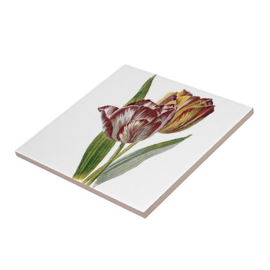 Vintages botanisches - Tulpen, Fliese (Seite)