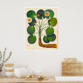 Vintages Botanisches Wasserlilie-Poster Poster (Küche)