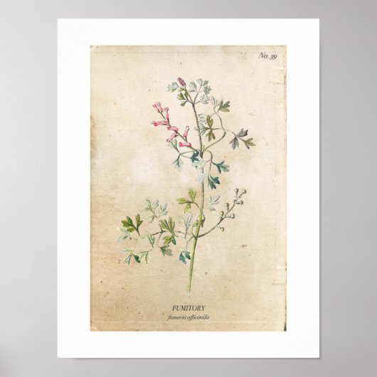 Vintages Botanisches Wildblume-Poster Poster (Vorne)