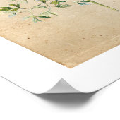 Vintages Botanisches Wildblume-Poster Poster (Ecke)