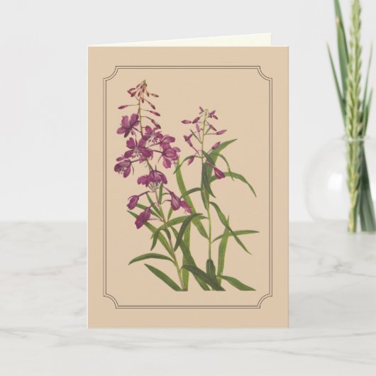 Vintages botanisches Zeichnen des wilden Fireweed Karte (Vorderseite)