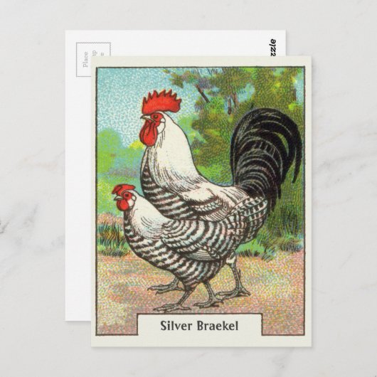 Vintages Braekel-Hühnchen Postkarte (Vorne/Hinten)