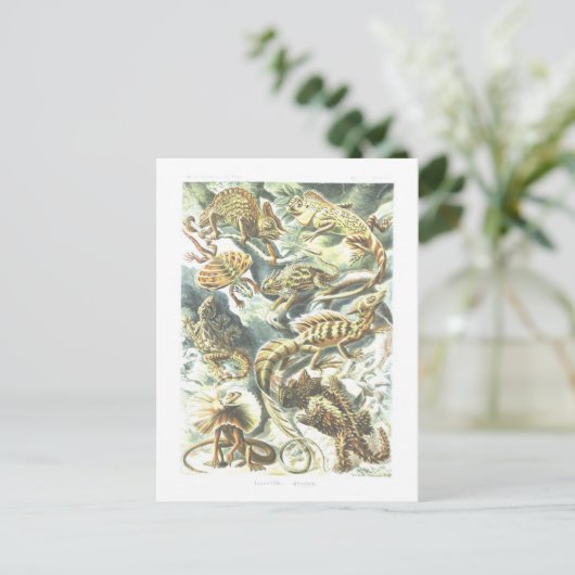 Vintages Buch Illustration Lizards Postkarte (Stehend Vorderseite)