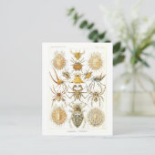 Vintages Buch Illustration Spiders Postkarte (Stehend Vorderseite)