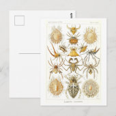 Vintages Buch Illustration Spiders Postkarte (Vorne/Hinten)