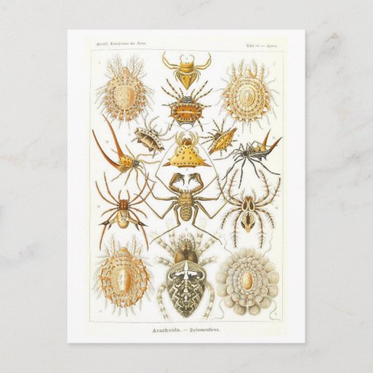 Vintages Buch Illustration Spiders Postkarte (Vorderseite)