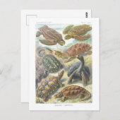 Vintages Buch Illustration Turtles and Tortoises Postkarte (Vorne/Hinten)