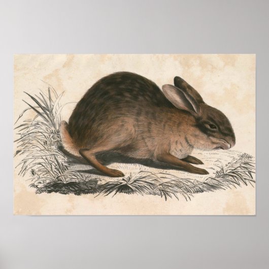 Vintages Bunny Poster drucken (Vorne)