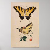 Vintages Butterfly-Image-Poster Poster (Vorne)