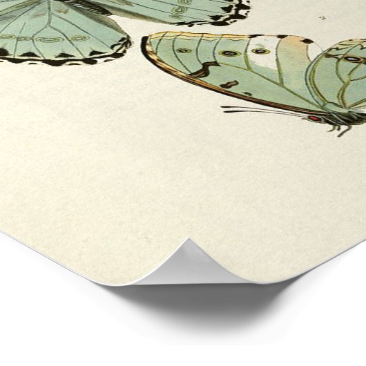 Vintages Butterfly-Poster Poster (Ecke)